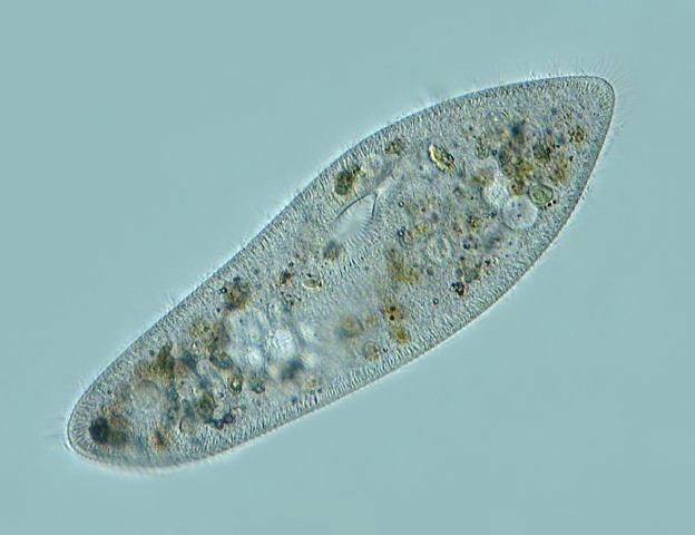 Leben im Teich das Pantoffeltierchen Paramecium  caudatum 